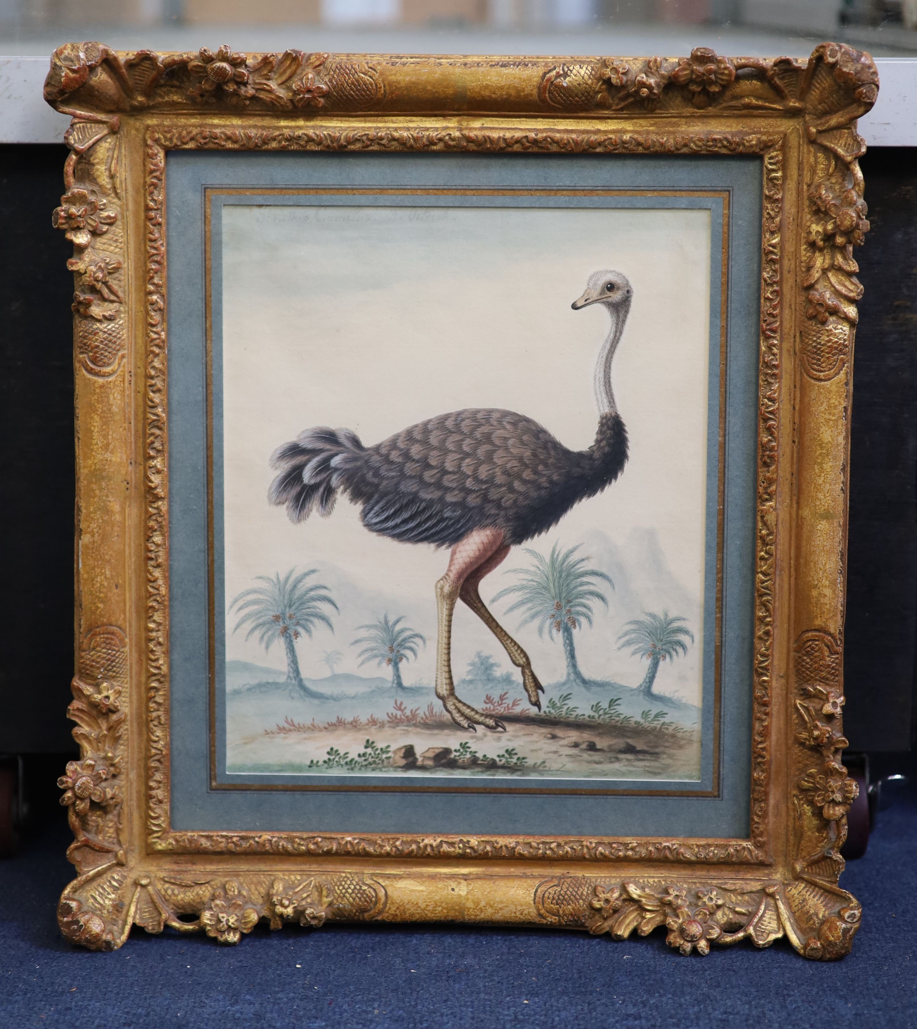 George Edwards (1694-1773), 'Struthia Camelus, The Ostrich' c.1740-45, watercolour on paper, 27 x 22.5cm
